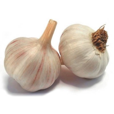 Organic Garlic