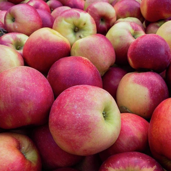 Organic Apples Crimson Crisp