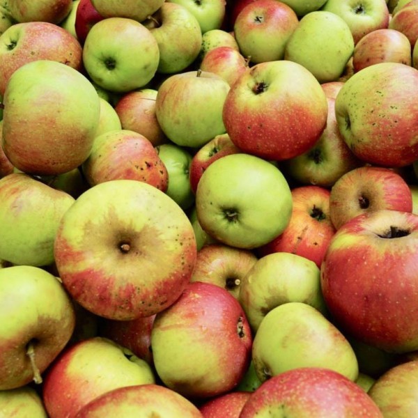 Organic Apples Juicing