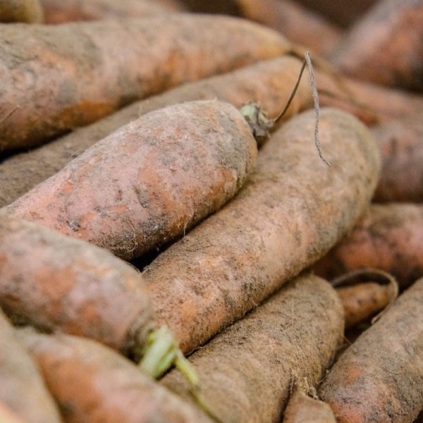 Organic Carrots Dirty