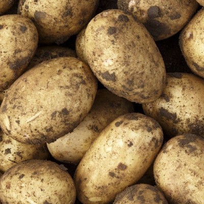 Organic Potatoes Bakers