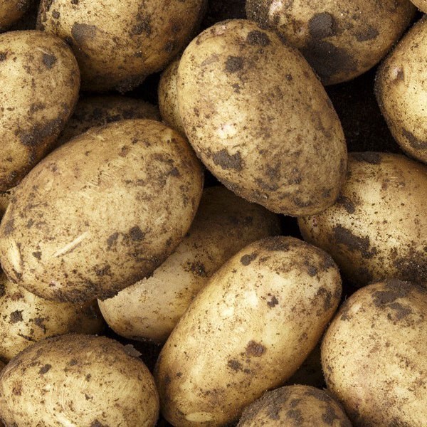 Organic Potatoes Bakers