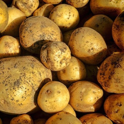 Organic Potatoes Orla