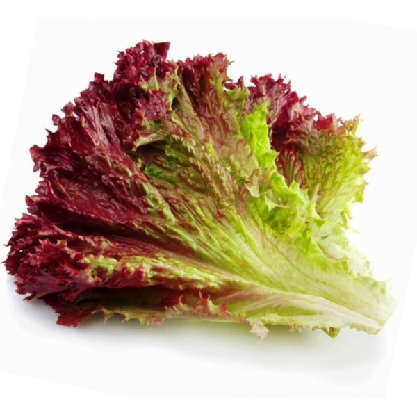 Organic Lettuce Red Red Oak